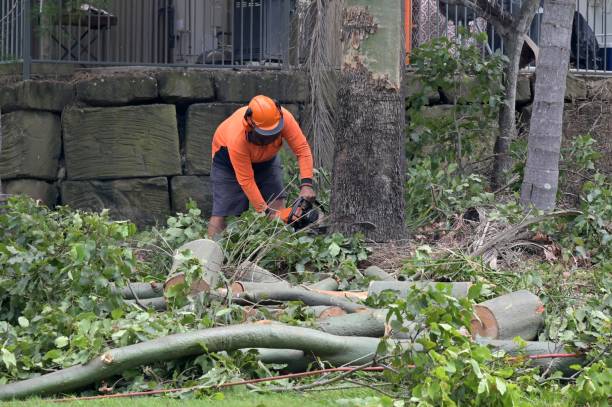 Emergency Storm Tree Removal in Mundelein, IL